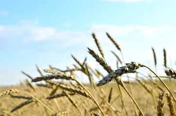 View of a field with ripe wheat with a golden hue in the sun. Summer harvest. Farm, production of flour, bread and bakery products. Agricultural landscape, growing crops, background, textures - Image