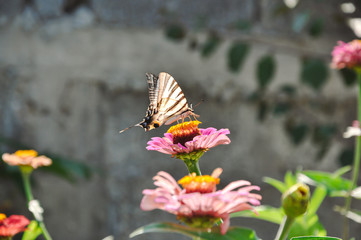 Schmetterling auf einer Blume