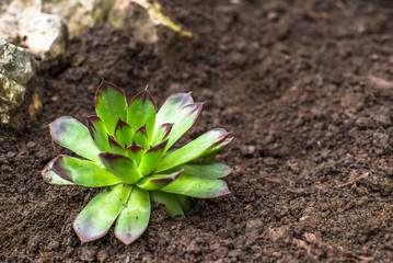 succulent planted in the ground.