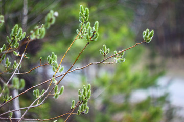 spring