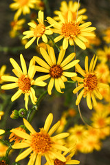 yellow flowers in the garden