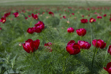 Field of beautiful wild peonies in spring