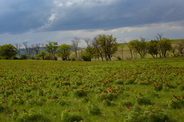 Field of beautiful wild peonies in spring