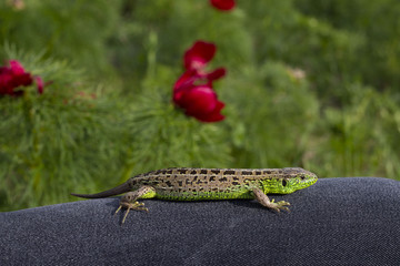 A wild green lizard basks in the sun