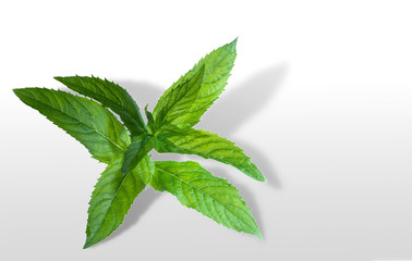 Fresh fragrant mint leaves isolated on white background.