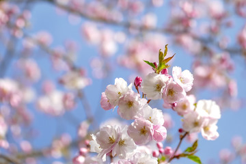 Beautiful pink cherry blossom Sakura flower starting to bloom over the clear blue sky