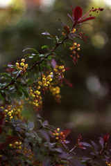 yellow flowers in the garden