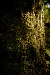 Green moss on rock in evening light