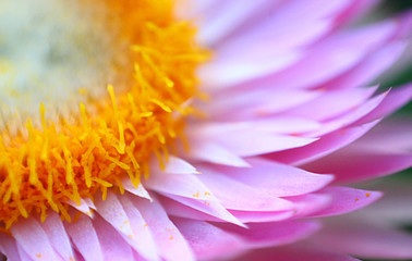 Fototapeta premium close up of a flower