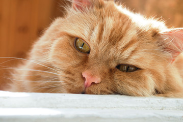 Fototapeta premium one red-haired old cat close-up lies on the doorstep and is sad 
