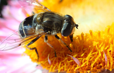 bee on a flower