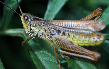 grasshopper on the ground