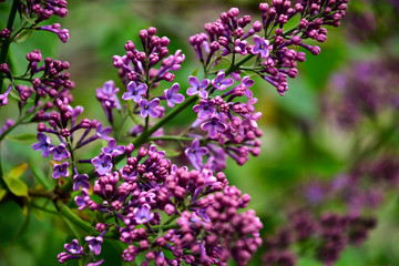 Flowering branch of lilac. Natural light. Close-up.
