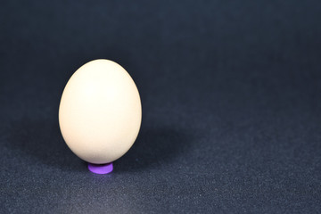 oeufs poule alimentation