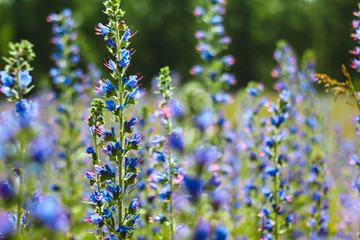 lavender flowers in the field