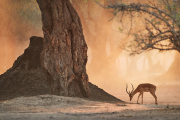 African landscape with animals. Impala antelope in orange cloud of dust, illuminated by morning sun. Ancient forest of Mana Pools, Zimbabwe. - obrazy, fototapety, plakaty