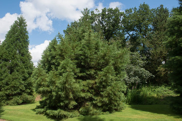 Fototapeta na wymiar Green Foliage of an Evergreen Coniferous Giant Sequoia, Sierra Redwood, Wellingtonia or Big Tree (Sequoiadendron giganteum) Growing in a Garden in Rural England, UK