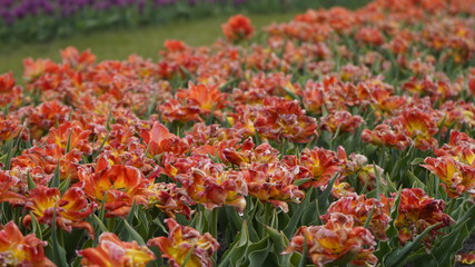 Park with vibrant colors. A lot of blooming tulips. Tulip Exhibition. Field of multi-colored tulips. Floristics, many colored flowers. Lots of tulips.