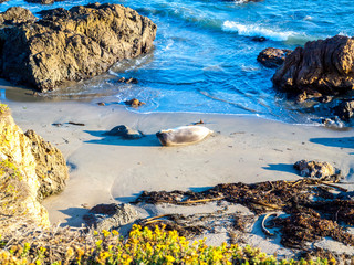 sea lion enjoys lying at the beach