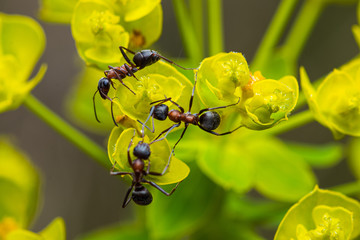 black-brown ants crawl on yellow flowers and eat