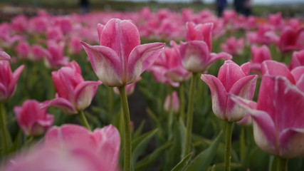 Park with vibrant colors. A lot of blooming tulips. Tulip Exhibition. Field of multi-colored tulips. Floristics, many colored flowers. Lots of tulips.