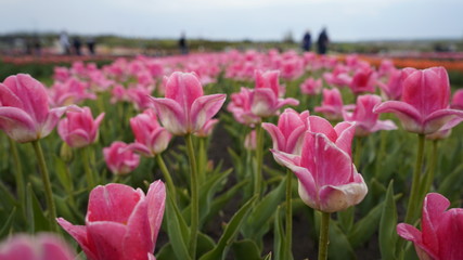 Park with vibrant colors. A lot of blooming tulips. Tulip Exhibition. Field of multi-colored tulips. Floristics, many colored flowers. Lots of tulips.