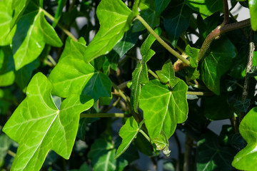 Hedera climbing plant leaves detail. Abstract nature green background. 
