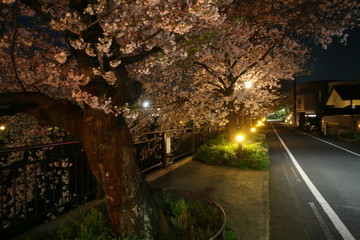 夜の街灯に照らされる夜桜 (山崎川)