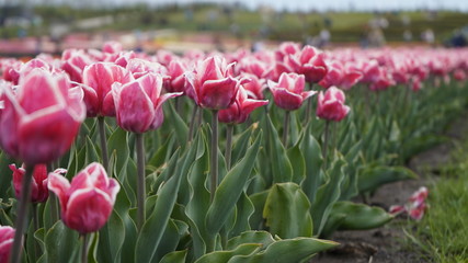Park with vibrant colors. A lot of blooming tulips. Tulip Exhibition. Field of multi-colored tulips. Floristics, many colored flowers. Lots of tulips.