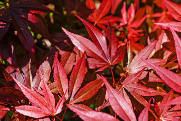 Abstract nature floral background with close-up japanese acer red maple tree leaves. 