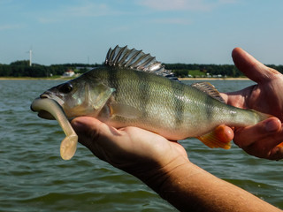 Ryba okoń.