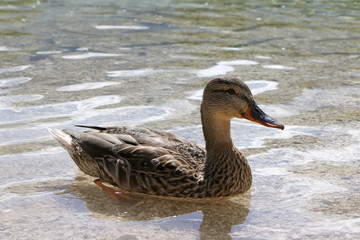 Lake Bohinjsko jezero, Bohinj, Slovenia