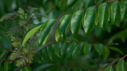 The curry tree (Murraya koenigii) types of spices used for flavoring dishes
