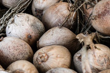 Many Old coconuts. Group of ripe coconuts as raw materials of thai food and use as for background, fruit of background (vintage style)