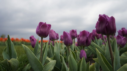 Park with vibrant colors. A lot of blooming tulips. Tulip Exhibition. Field of multi-colored tulips. Floristics, many colored flowers. Lots of tulips.
