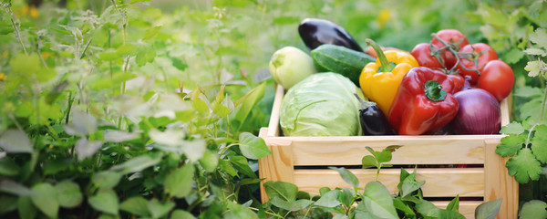 Fresh organic vegetables in a wooden box on the background of a vegetable garden.Cabbage, pepper,...