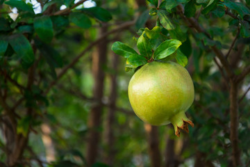 Ripe pomegranate fruit on tree branch.  Natural background. Selective focus