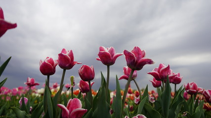 Park with vibrant colors. A lot of blooming tulips. Tulip Exhibition. Field of multi-colored tulips. Floristics, many colored flowers. Lots of tulips.