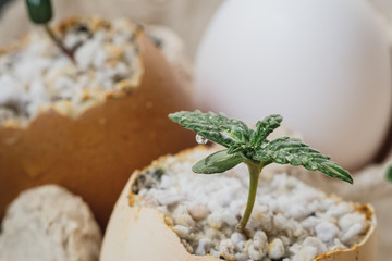 sprout of cannabis from an egg. Eggs are in an environmentally friendly cardboard container. Growing medical marijuana.