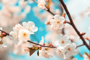 Cherry blossom in full bloom. Nature background. Soft focus