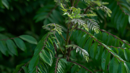 The curry tree (Murraya koenigii) types of spices used for flavoring dishes