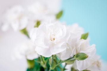 Fototapeta na wymiar Amazing white carnation flowers on the aquamarine background