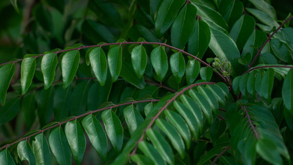 The curry tree (Murraya koenigii) types of spices used for flavoring dishes