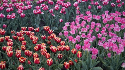 Park with vibrant colors. A lot of blooming tulips. Tulip Exhibition. Field of multi-colored tulips. Floristics, many colored flowers. Lots of tulips.