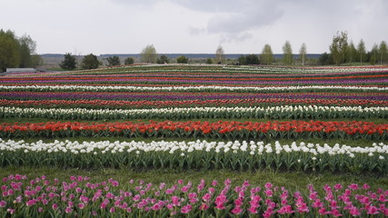Park with vibrant colors. A lot of blooming tulips. Tulip Exhibition. Field of multi-colored tulips. Floristics, many colored flowers. Lots of tulips.