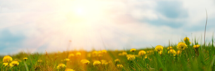 Banner 3:1. Panorama field with yellow dandelionsagainst blue sky and sun beams. Spring background. Soft focus