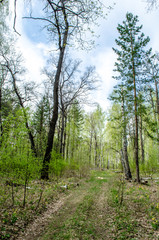 path in the forest
