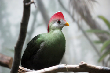 Red-Crested Turaco, Tauraco Erythrolophus, Rare Coloured Green Bird With Red crest from Angola