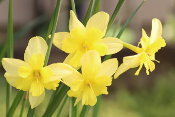 スプリットコロナスイセンの美しい黄色の花