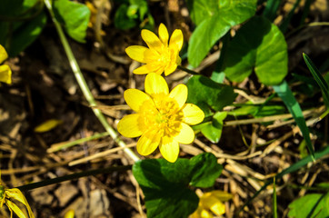 yellow flowers